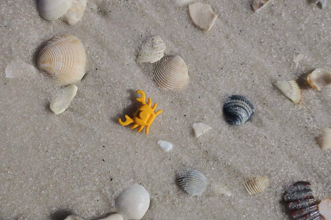 A lone brick crab on the beach surrounded by sea shells